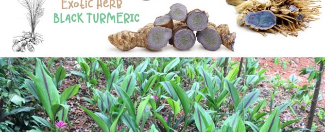 black-turmeric-uses
