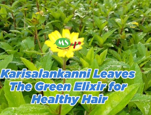 Karisalankanni (Bhringraj) Leaves: Powerful Herb for Hair, Liver, and Skin Health