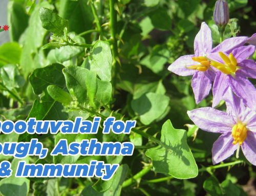 Thootuvalai Leaves – The Siddha Superleaf for Cough, Asthma & Immunity